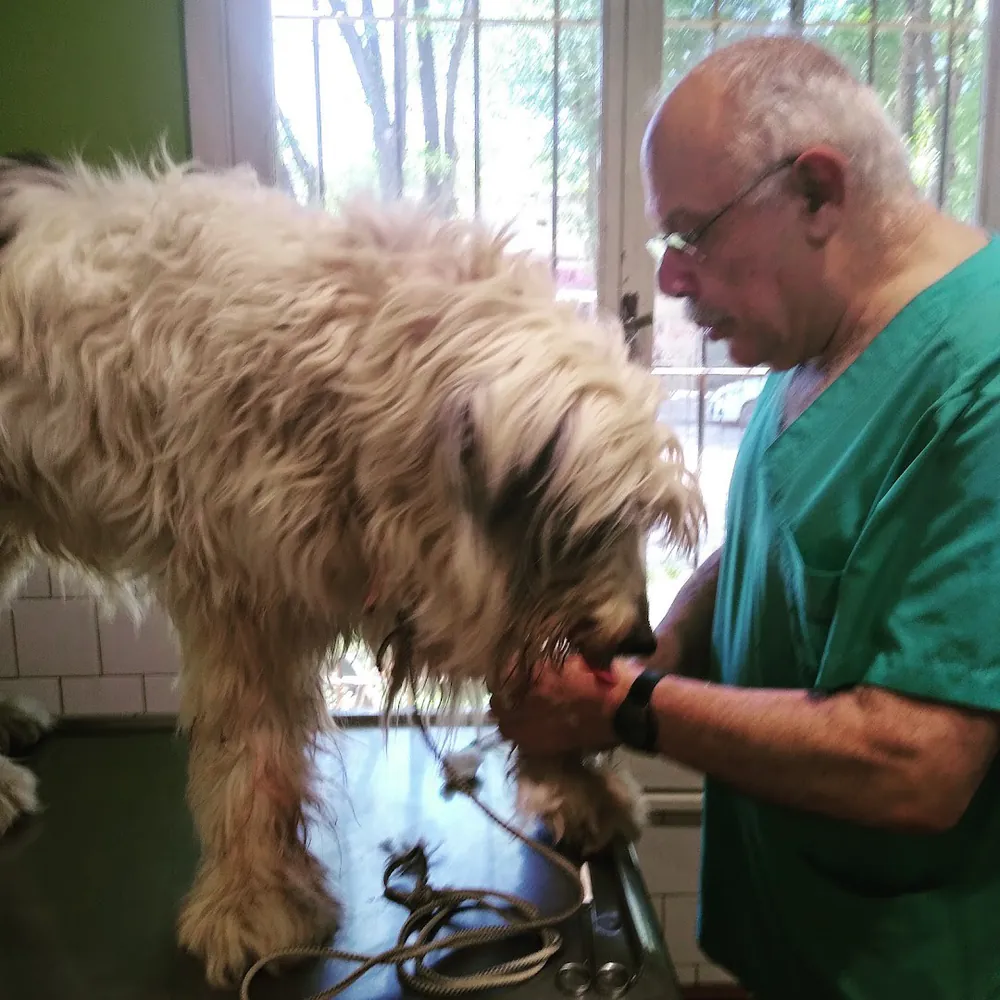 El veterinario, con ambo verde, revisa a un perro de pelo largo