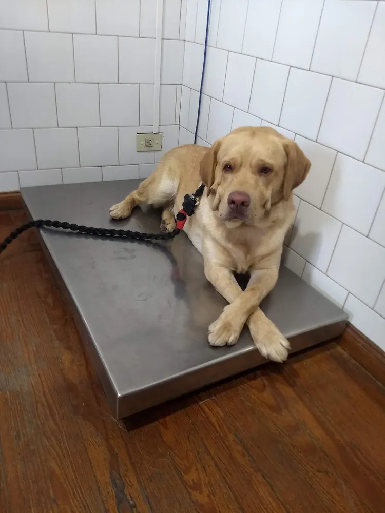 Un labrador acostado en la balanza del consultorio, con azulejos blancos